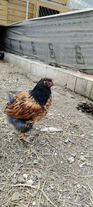 Pui Wyandotte si brahma