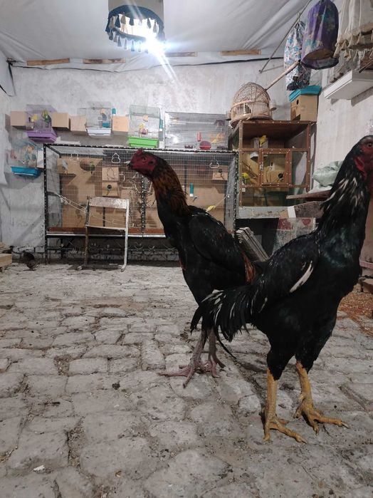 Dakan Xo'roz koreyeski