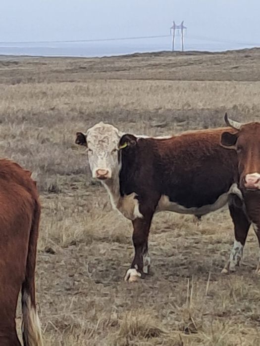 Бычки полтарашки