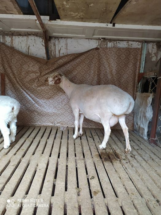 Хисори куйлари сотилади