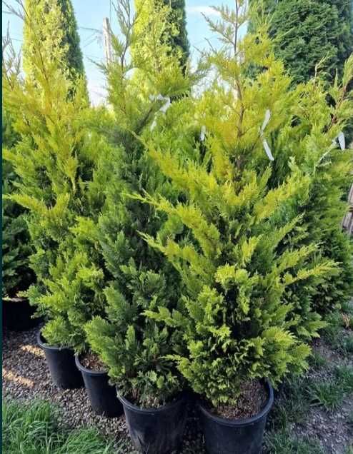 Cupressocyparis Leylandi Vesnic Verde Rezistent