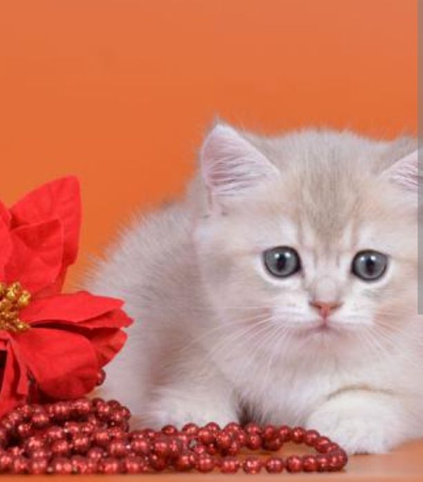 Шотландские котята