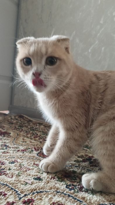 Mushuk scottish Fold zodli