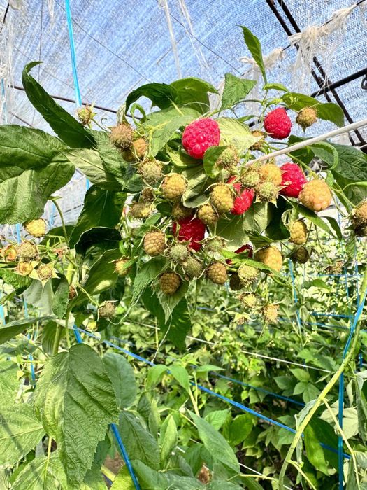 Malina ko”chat sotiladi