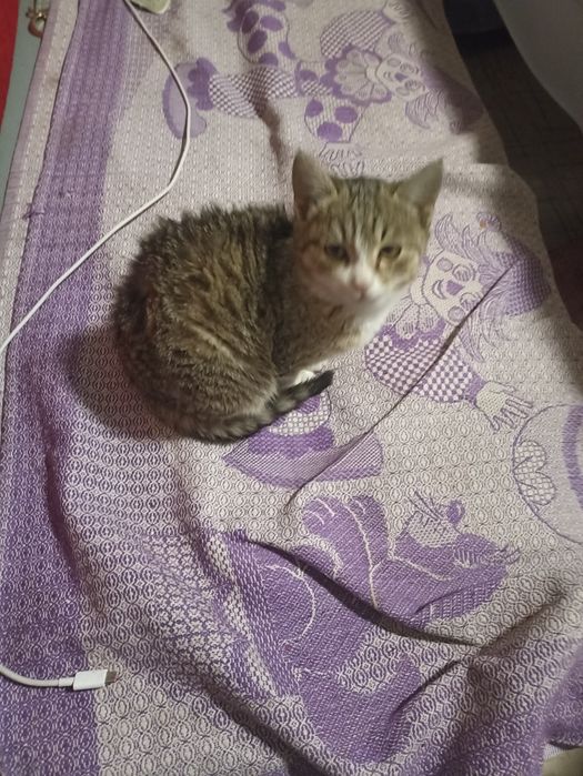 Отдам котят бесплатно