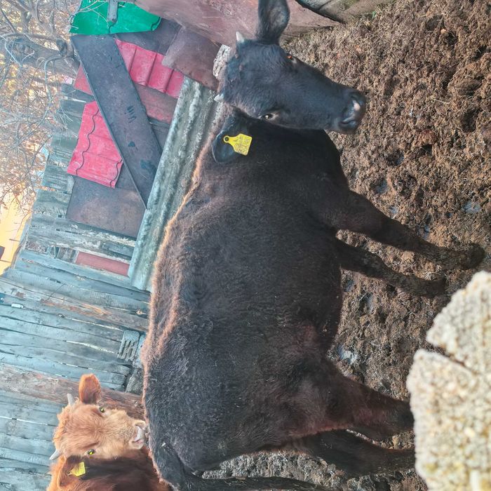 Продам теленка телочку