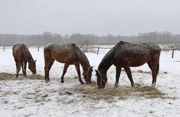 Продам 3х летку жеребую