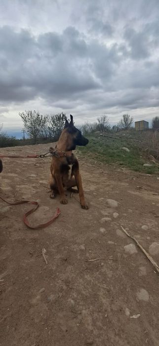 Белгиская окарачка