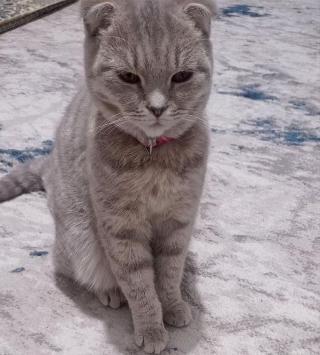 Сотилад срочно мушук