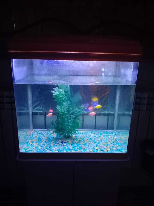 Аквариум с рыбками - 60 литр