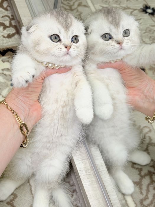 Котята чистокровные