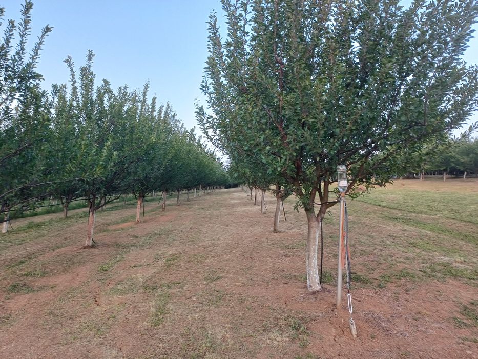 Отдавам пад наем овощна градина