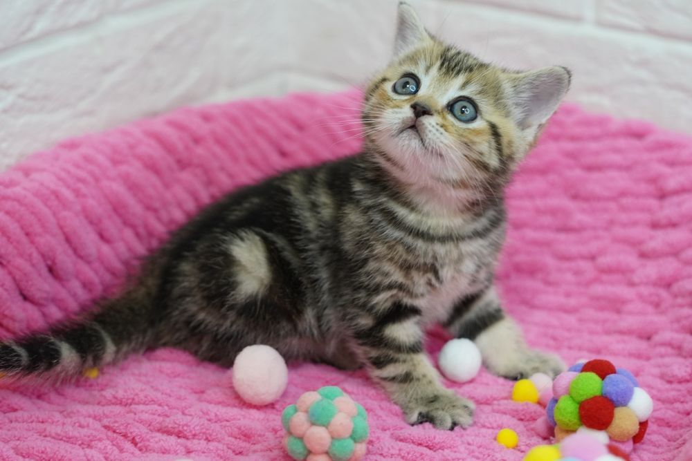 Шотландские  Котята