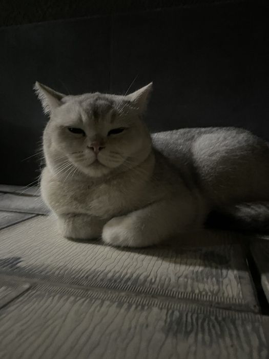 Shinshila 1yosh 1 oyli