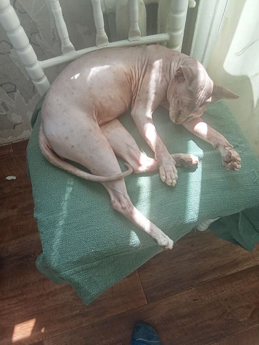 Отдам сфинкса бесплатно