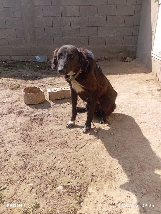 Тазы күшік сатылады