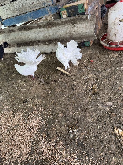 Porumbei Olt ornament