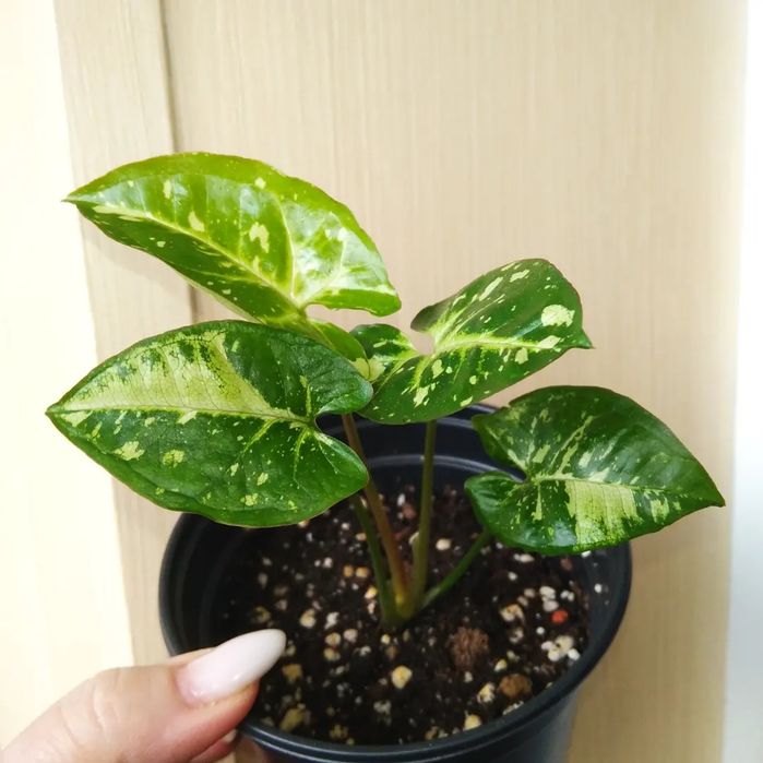 Продам цветы Сингониум