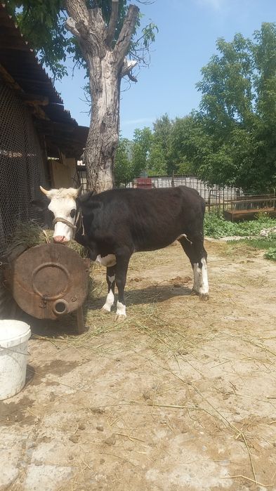 Семіз құнажын сатылады