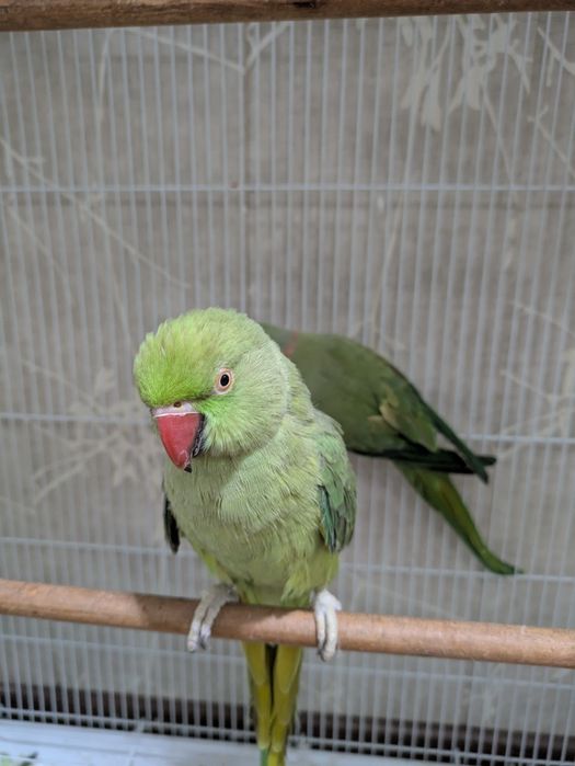 Ожереловые попугаи | Ojereloviy tòtilar para