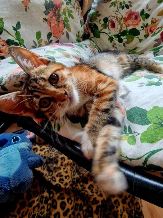 Малко коте, търси дом