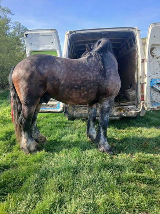 Vand sau schimb armasar