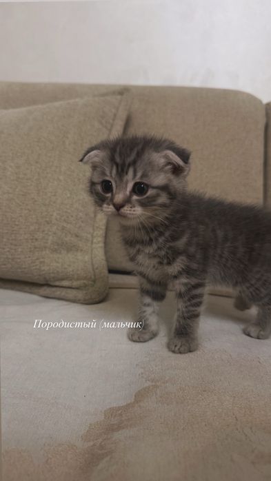Продается котята