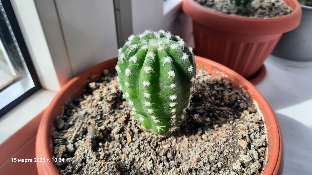 Кактусы и побеги, Турксибский район