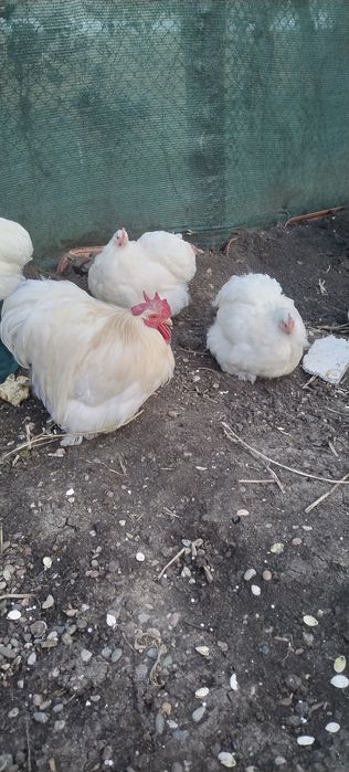 Cochinchina alb pitic