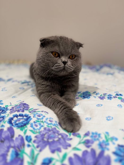 Вязка Скоттиш-фолд | Qoshtirishga| Серый кот 1 год |Ташкент| Чиланзар