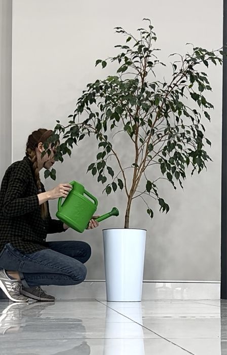 Услуги по уходу за растениями, пересадке и лечению. Консультации.