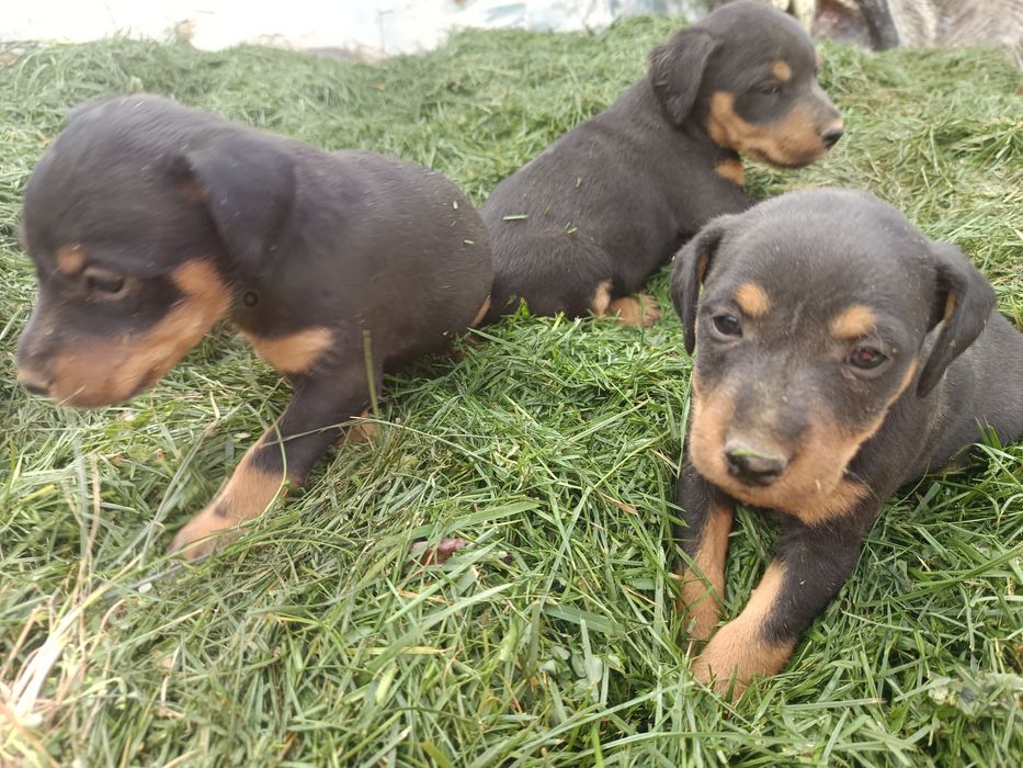 Продаются щенки немецкого ягдтерера