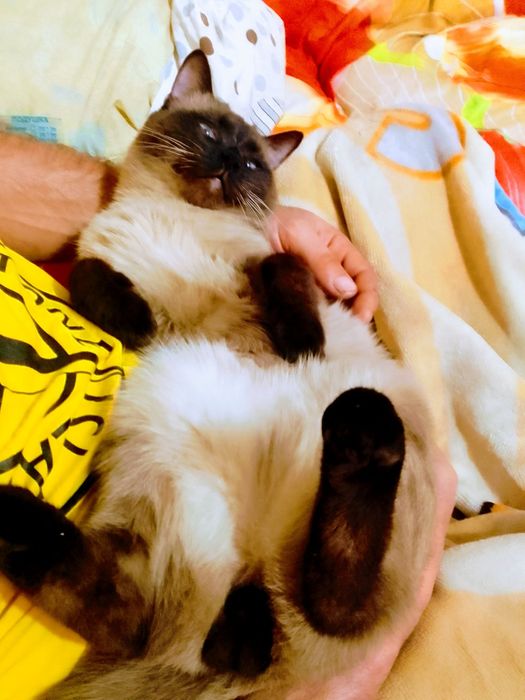 Отдам кота в заботливые руки Майкудук