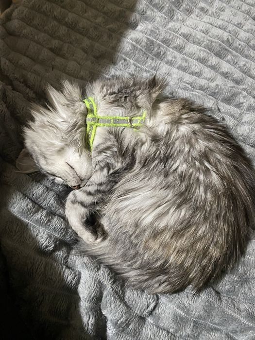 Отдам кошечку в добрые руки