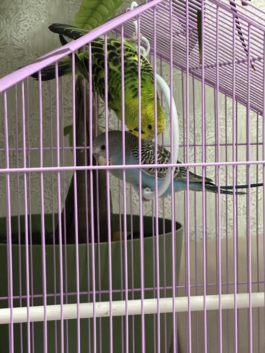 продам клетку б/у в отличном состоянии