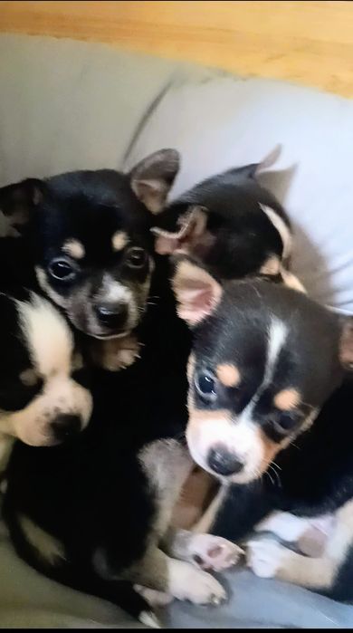 Чихуахуа сладки бебета