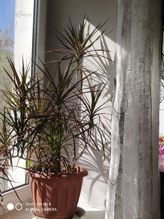 Драцена окаймления