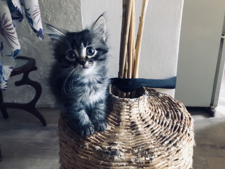 Котята в Дар! Мейкуны!