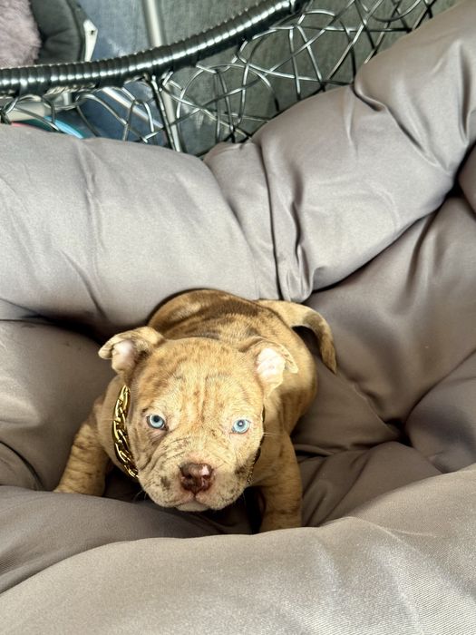 American Bully Pocket ABKC