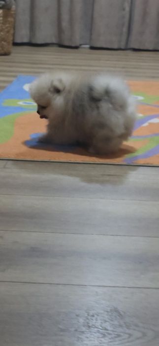 Померанче,мини момиченце с родословие!