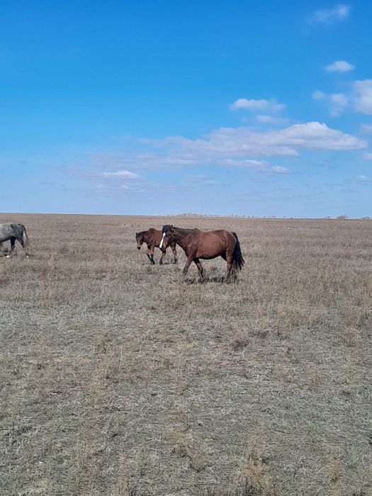 Продам лошадей. Кобыла с 2 жеребятами