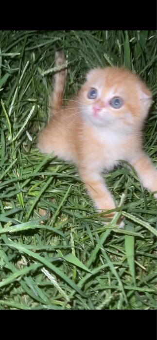 zalataya shinshilla mushukcha qiz bola ny12 tabby fold