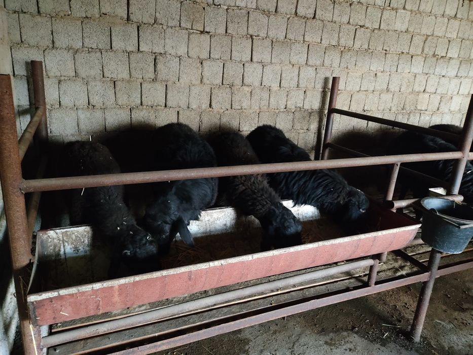 Семиртирилган қўйлар бор тирик вазнига