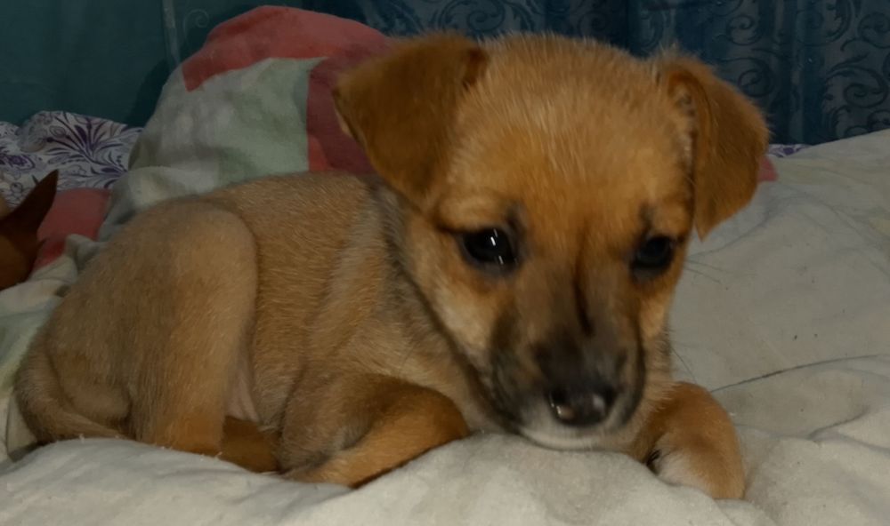 милые домашнии щенки