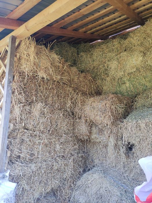 Baloți lucerna dreptunghiulari