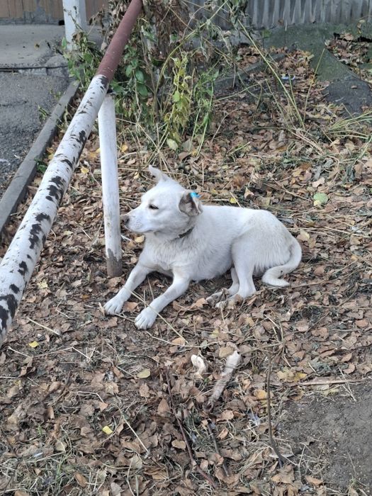 Собачка ищет дом СТЕРИЛИЗОВАННАЯ