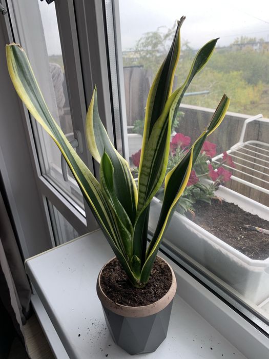 Сансевиерия Black Gold