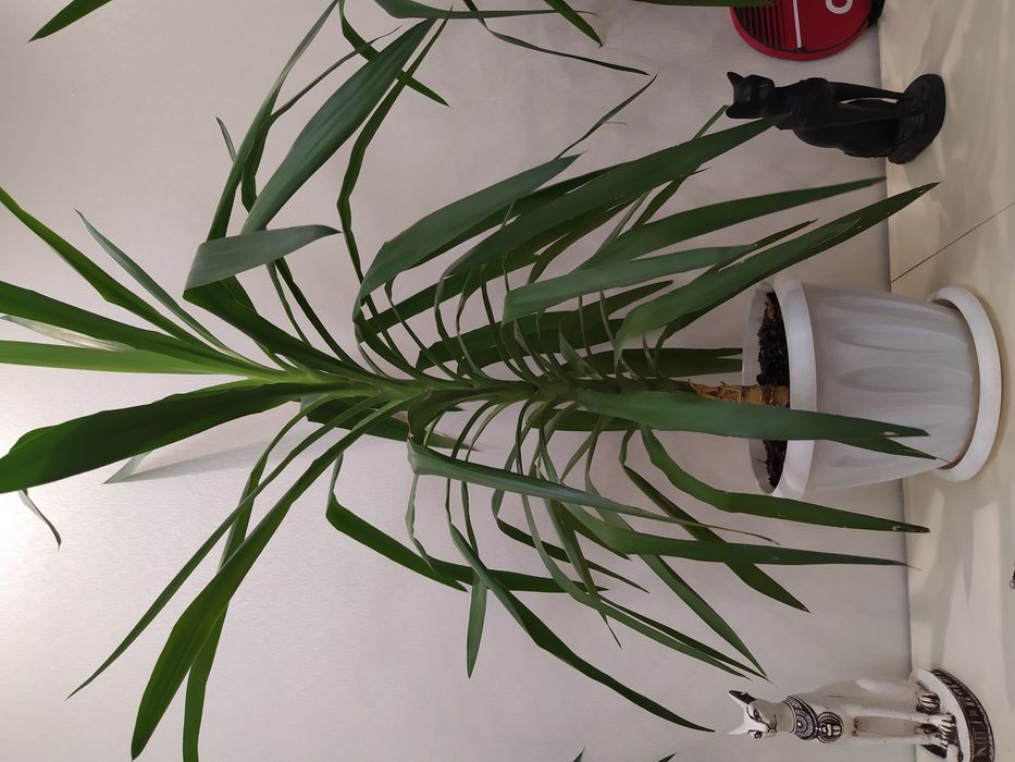 Продам комнатные большие цветы