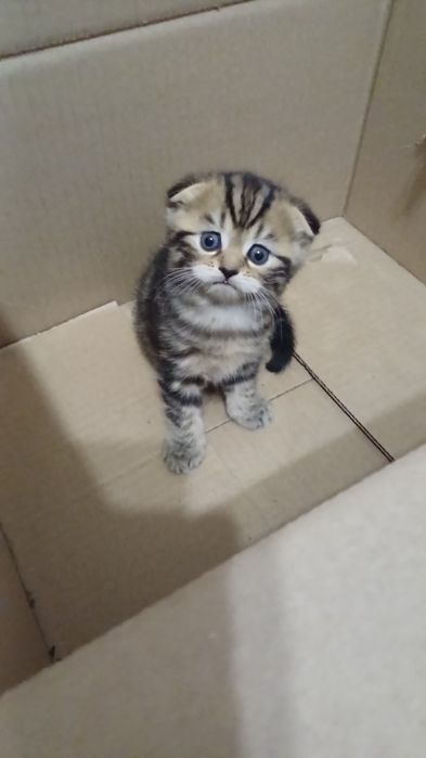 Продам котёнка вислоухого