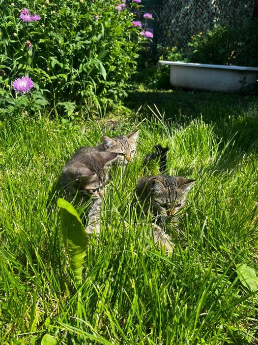 Отдам котят, 2 месяца